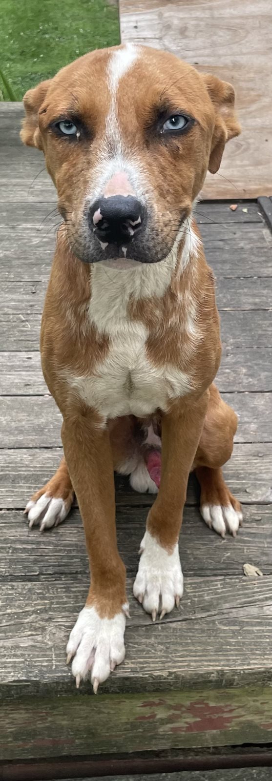 Staffordshire bullterrier, Staffordshire bull terrier guessed by k9stud ai