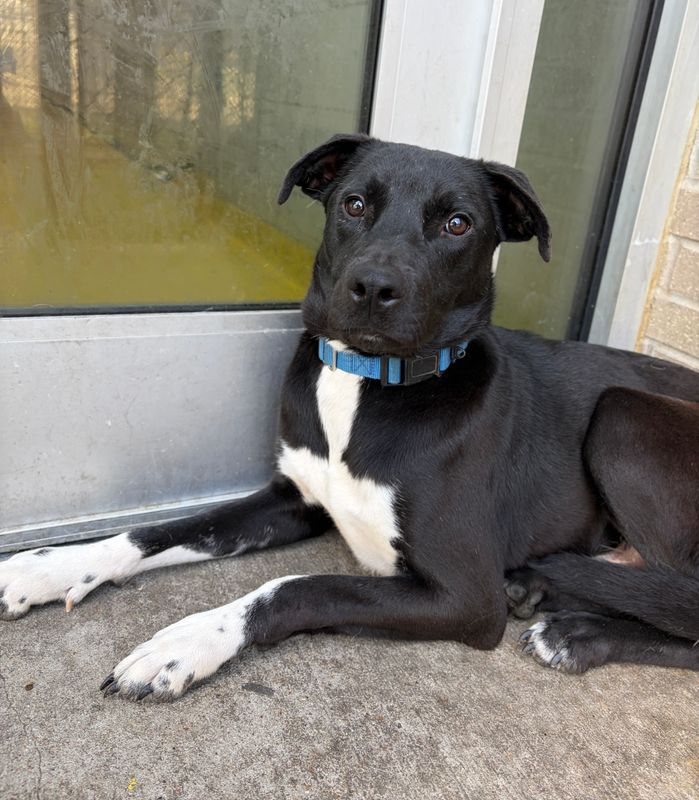 Great Dane dog, identified by the K9Stud breed AI
