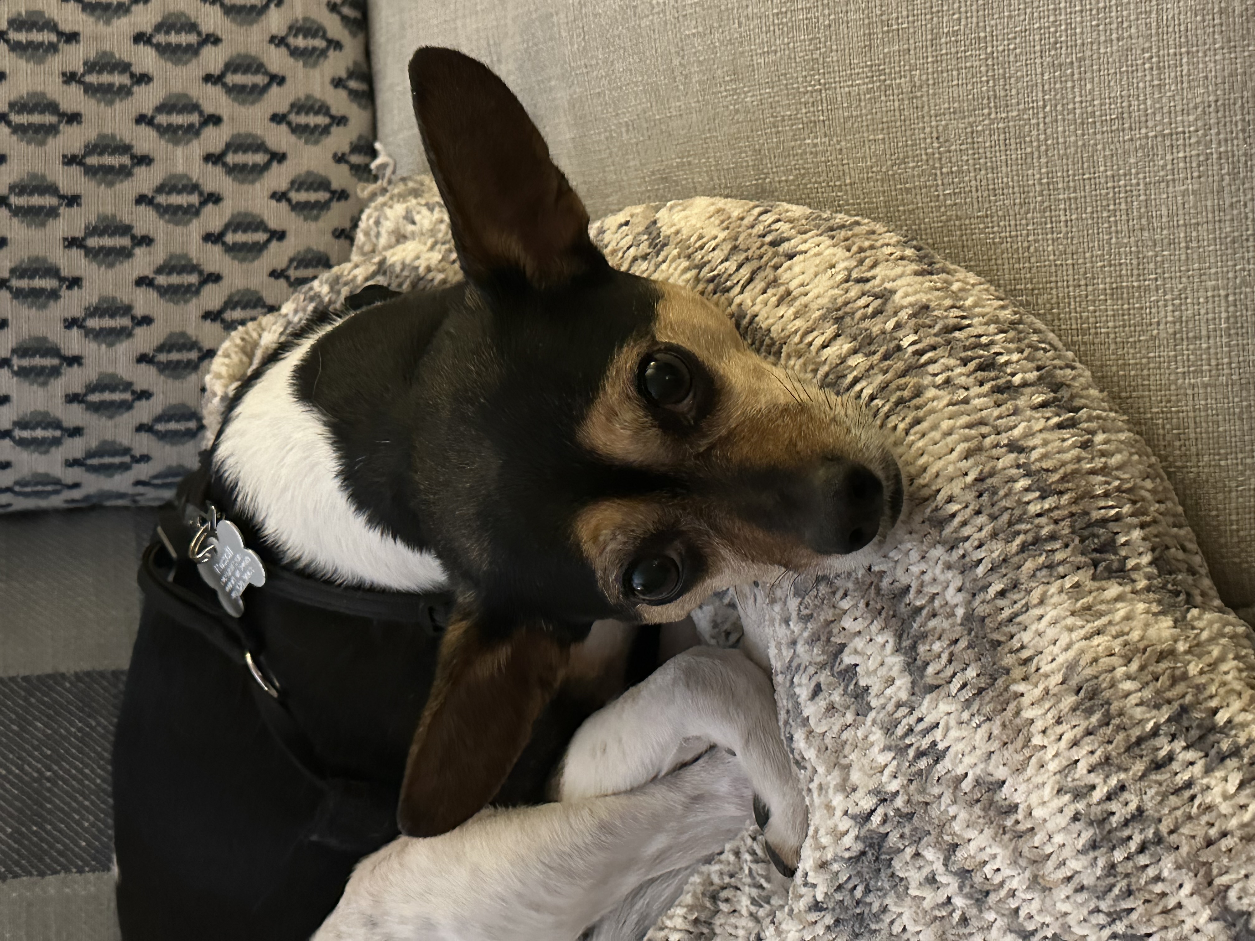 miniature pinscher dog, identified by the K9Stud breed AI