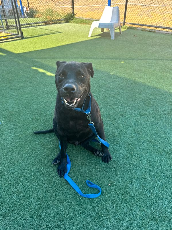 Staffordshire bullterrier, Staffordshire bull terrier dog, identified by the K9Stud breed AI