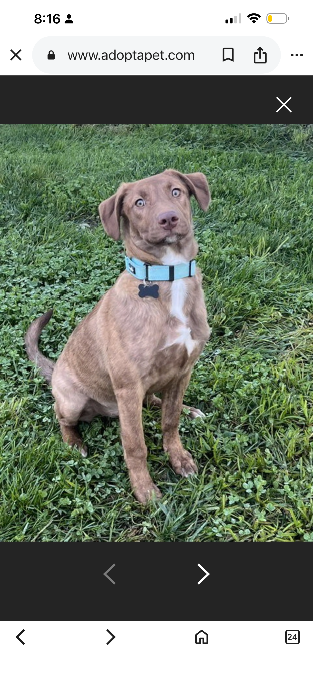 Chesapeake Bay retriever dog, identified by the K9Stud breed AI