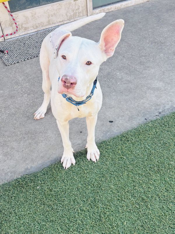 American Staffordshire terrier, Staffordshire terrier, American pit bull terrier, pit bull terrier dog, identified by the K9Stud breed AI