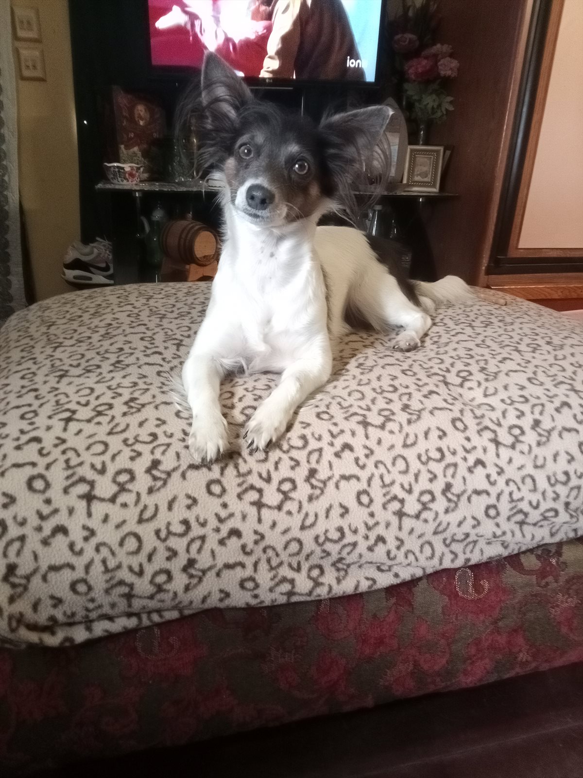 toy terrier guessed by k9stud ai