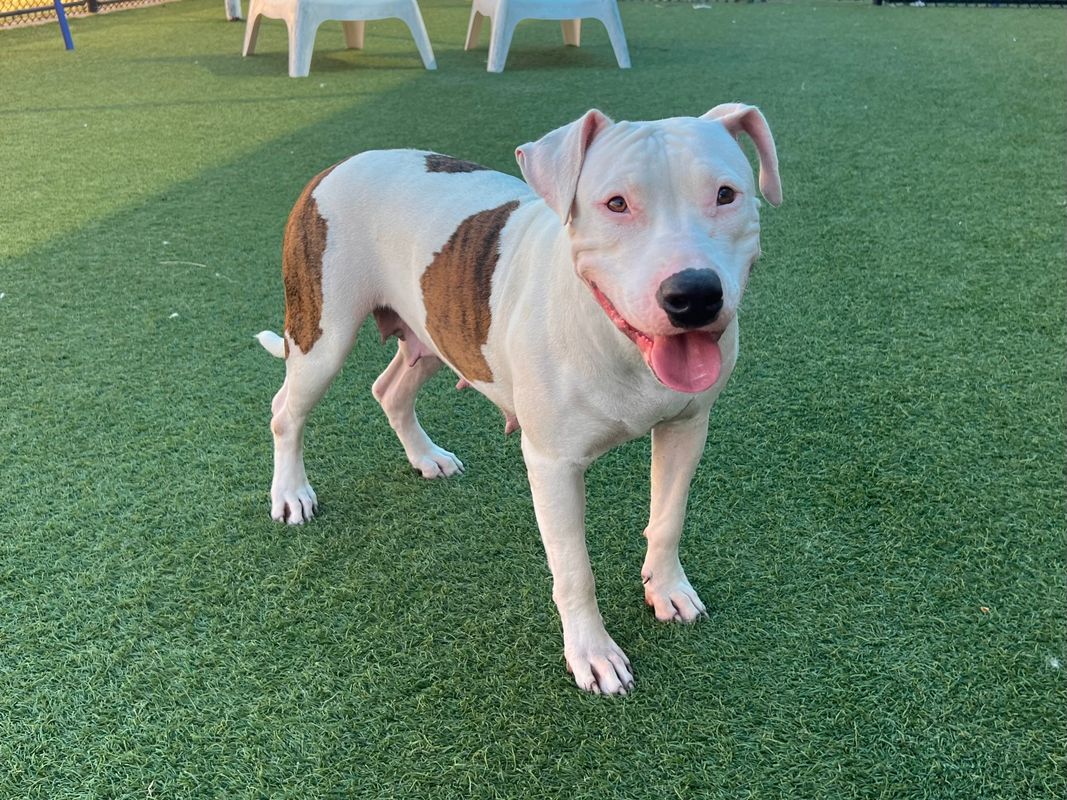 American Staffordshire terrier, Staffordshire terrier, American pit bull terrier, pit bull terrier dog, identified by the K9Stud breed AI