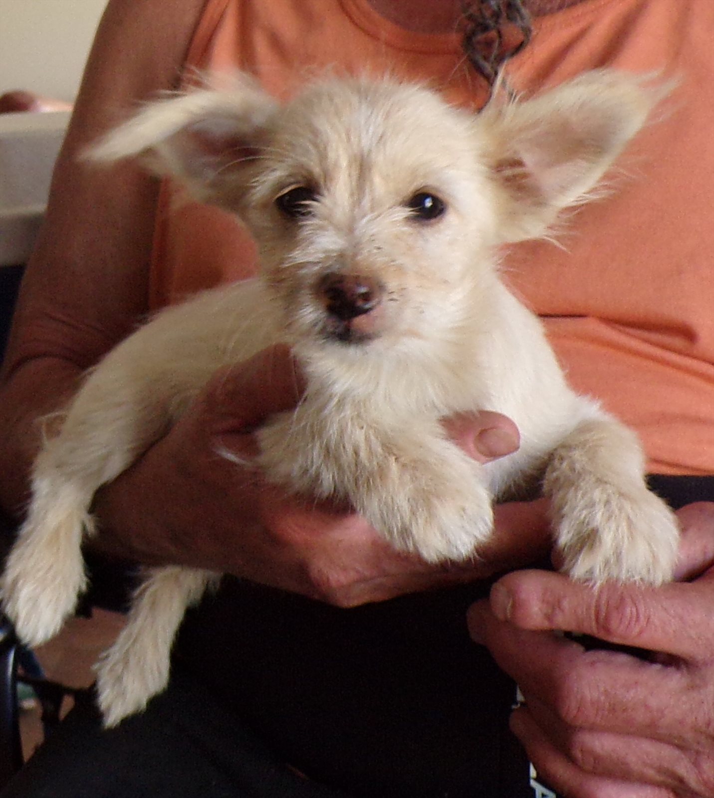 Norwich terrier guessed by k9stud ai