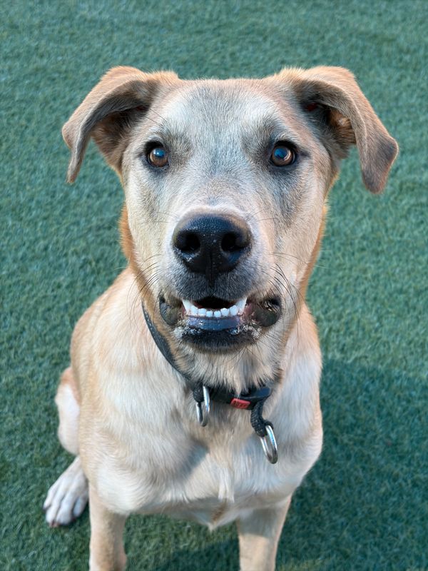 Labrador retriever dog, identified by the K9Stud breed AI