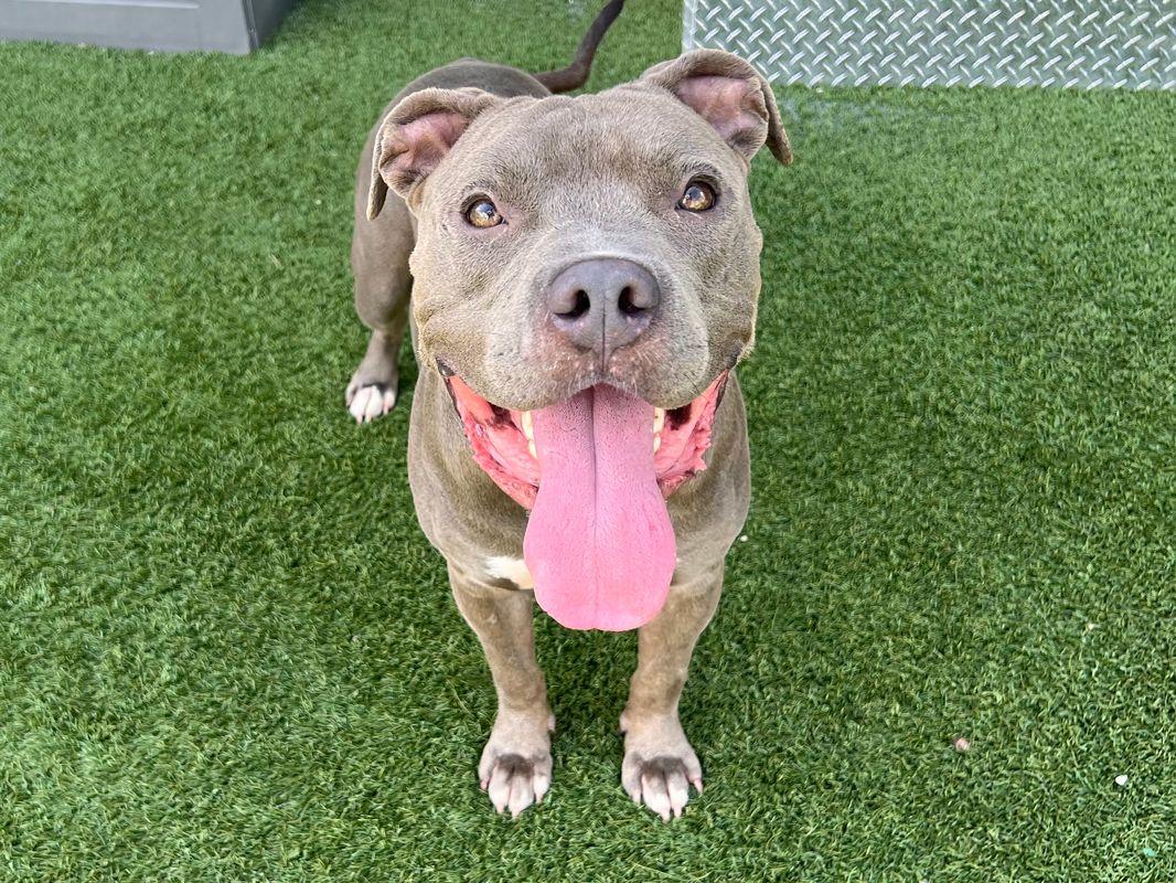 American Staffordshire terrier, Staffordshire terrier, American pit bull terrier, pit bull terrier dog, identified by the K9Stud breed AI