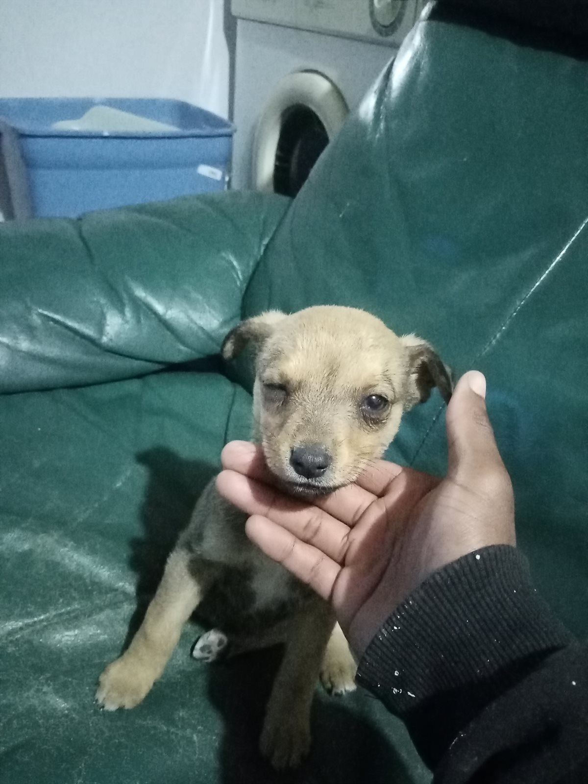 miniature pinscher guessed by k9stud ai