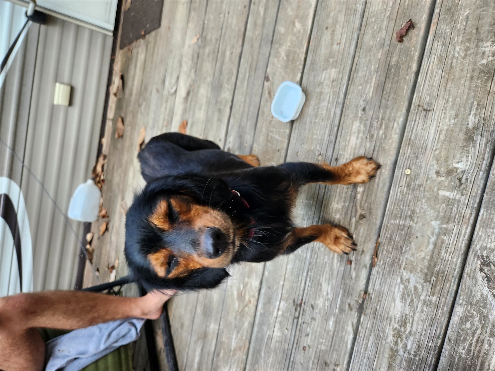 Rottweiler guessed by k9stud ai