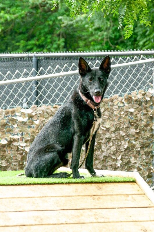kelpie guessed by k9stud ai