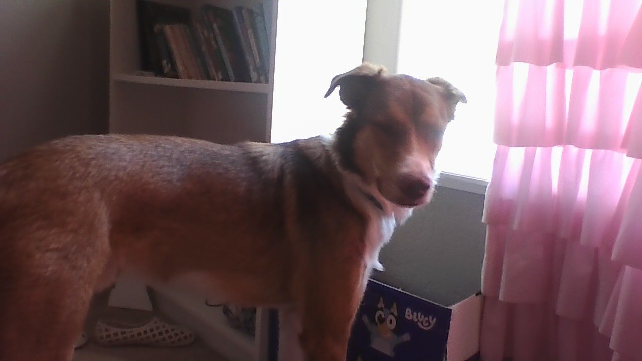 Italian greyhound guessed by k9stud ai