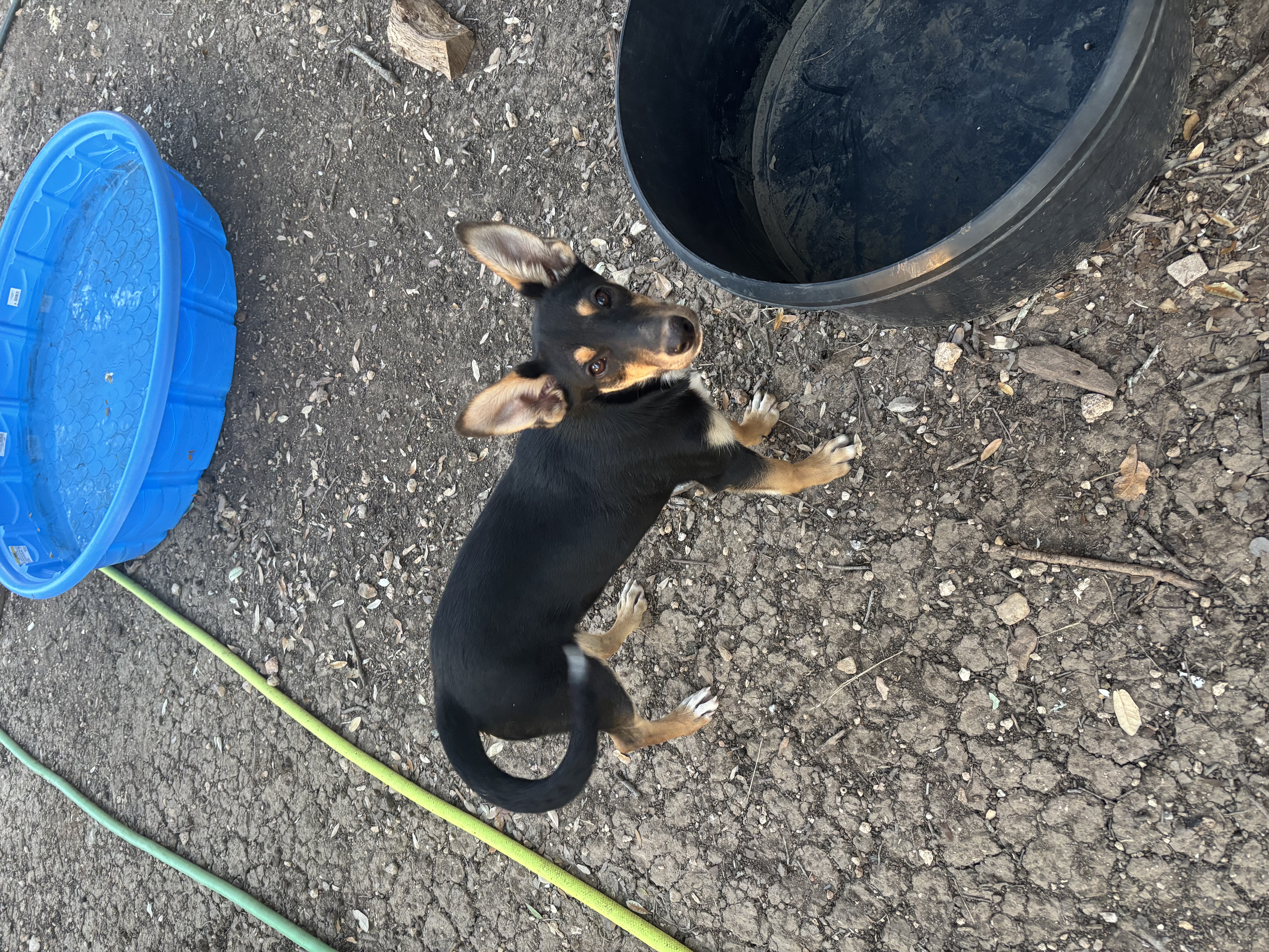 miniature pinscher dog, identified by the K9Stud breed AI