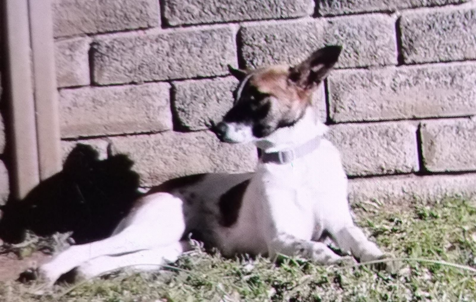 toy terrier guessed by k9stud ai
