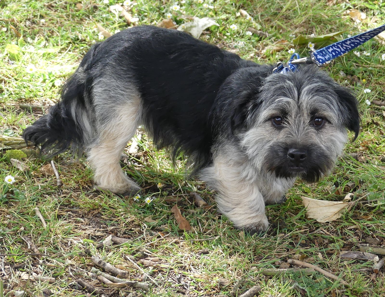 Border terrier guessed by k9stud ai