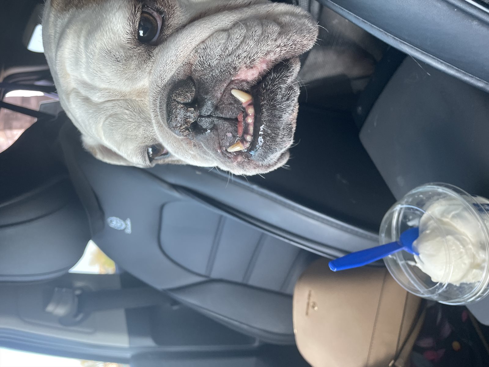seat belt, seatbelt guessed by k9stud ai
