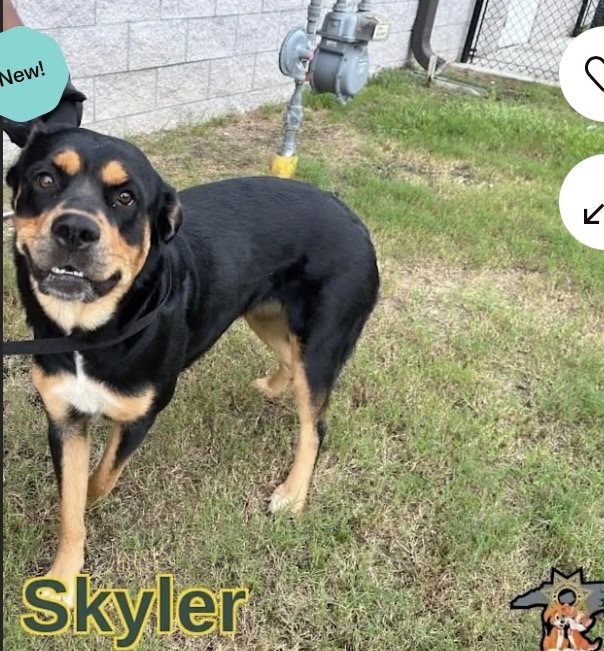 Rottweiler guessed by k9stud ai