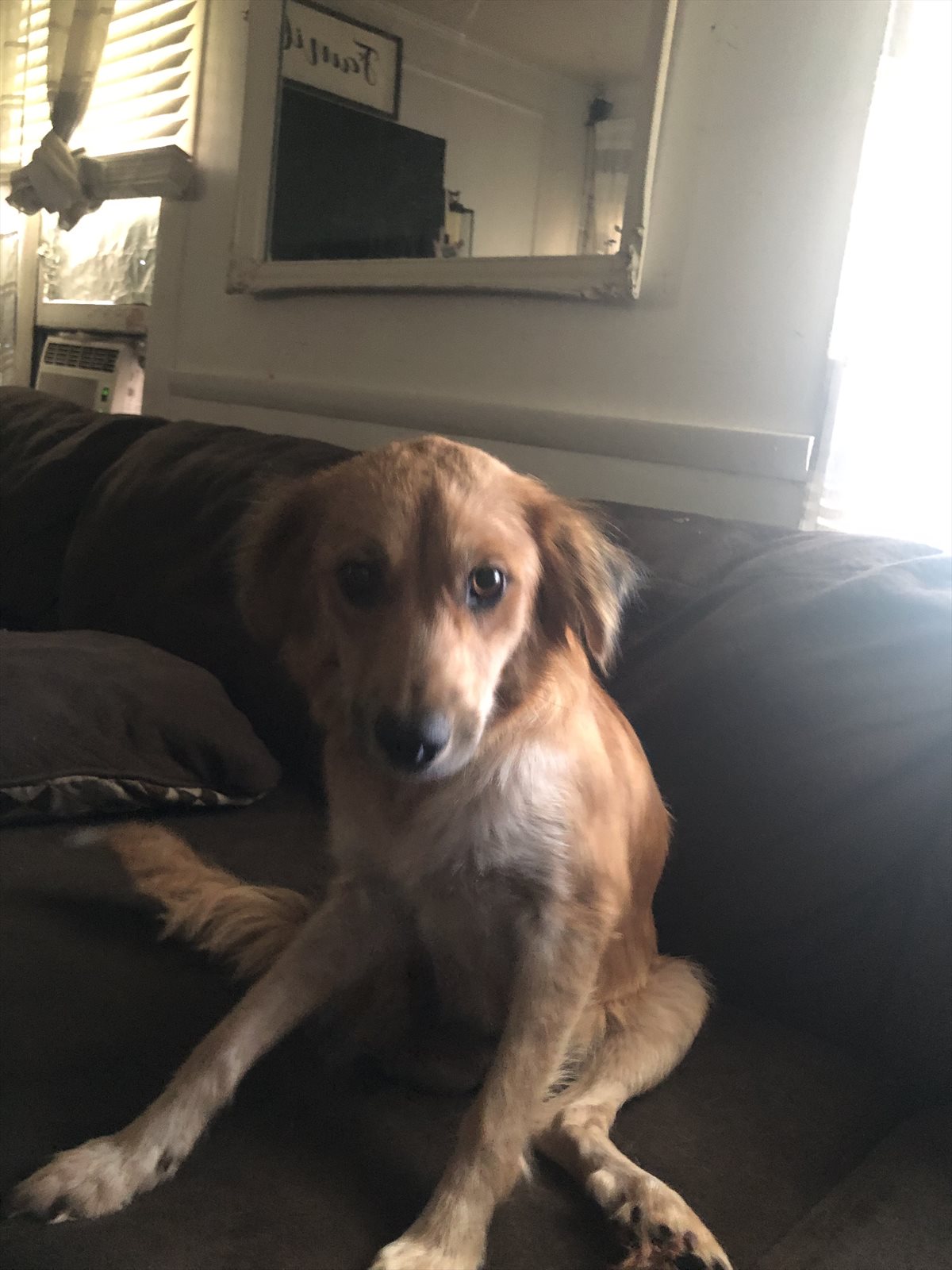 golden retriever guessed by k9stud ai