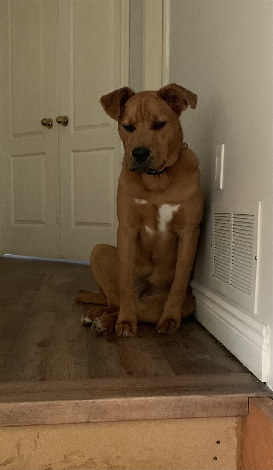 Rhodesian ridgeback guessed by k9stud ai