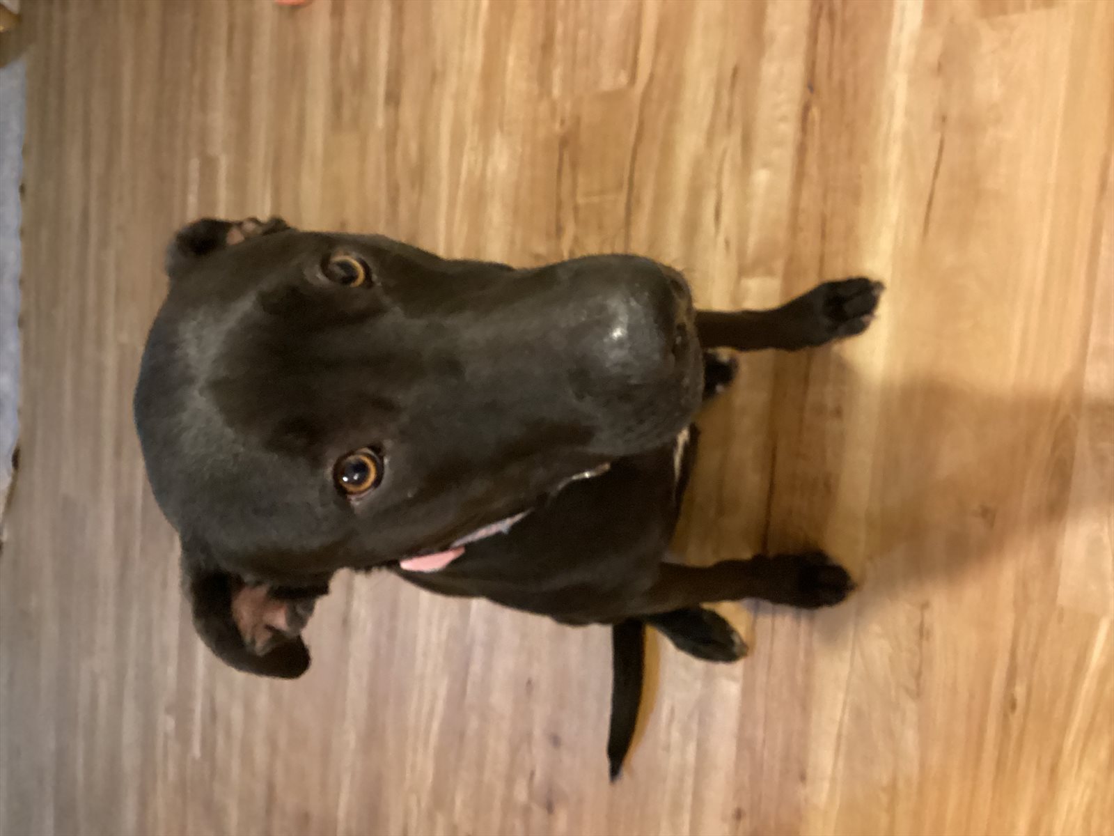 Labrador retriever guessed by k9stud ai