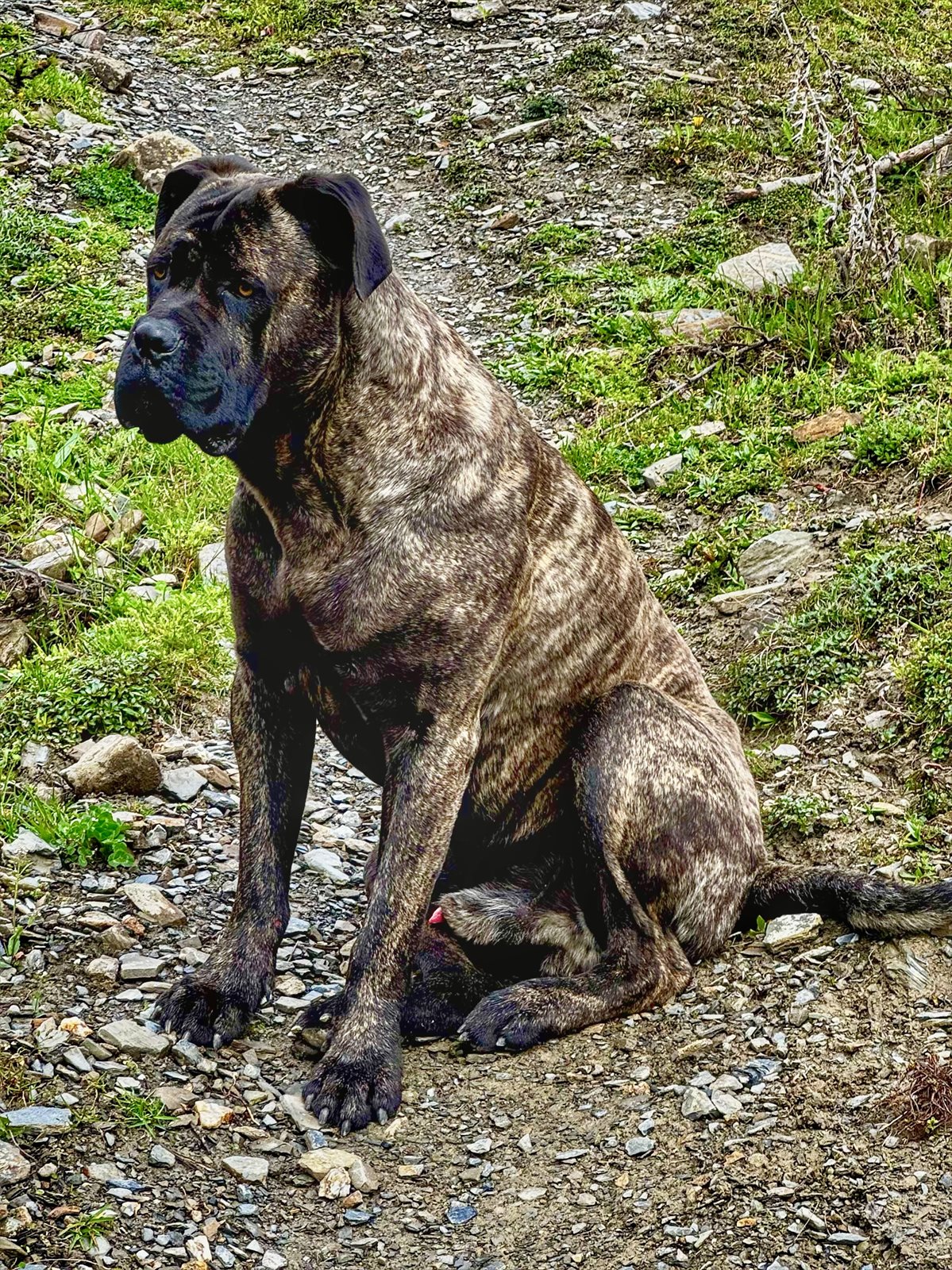 bull mastiff guessed by k9stud ai