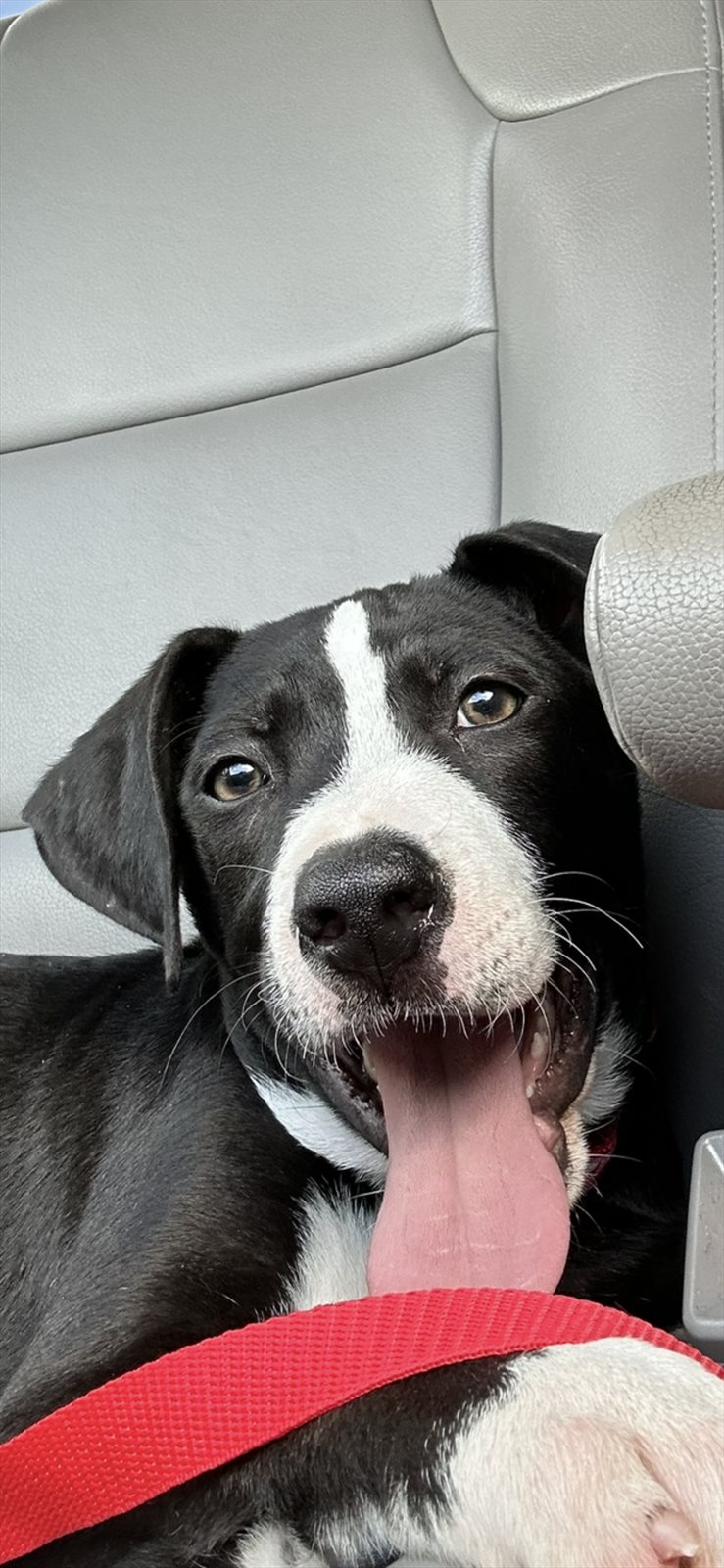 American Staffordshire terrier, Staffordshire terrier, American pit bull terrier, pit bull terrier guessed by k9stud ai