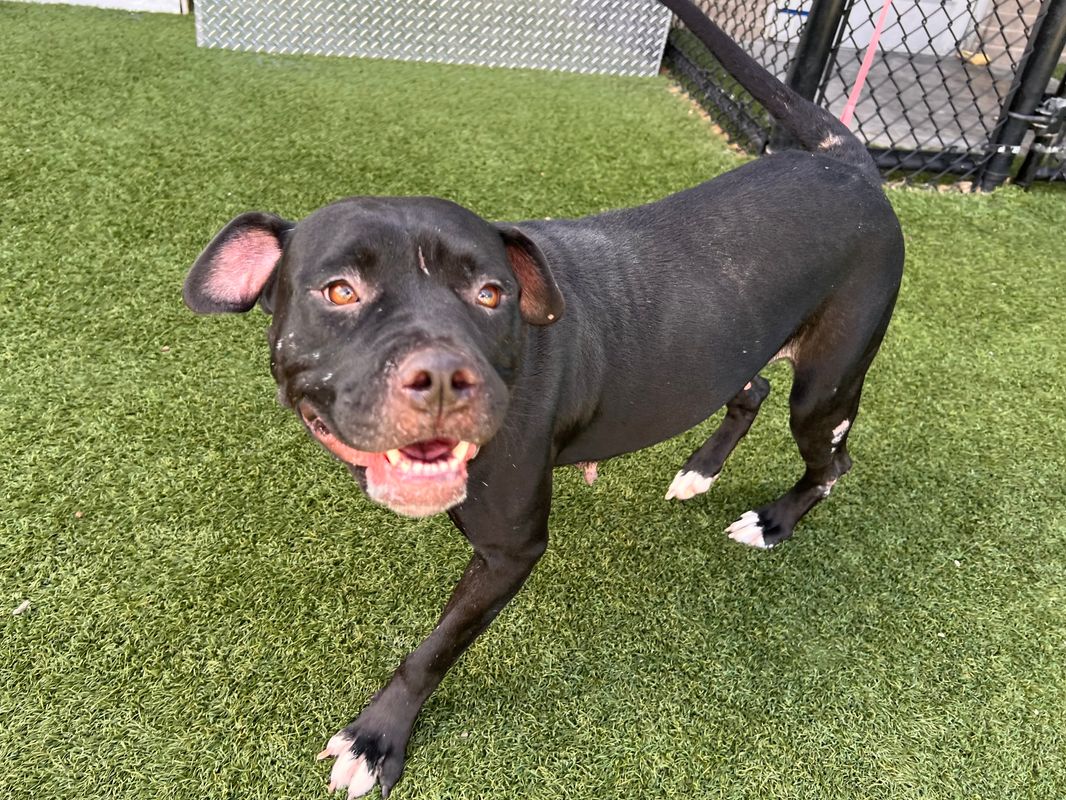 American Staffordshire terrier, Staffordshire terrier, American pit bull terrier, pit bull terrier dog, identified by the K9Stud breed AI
