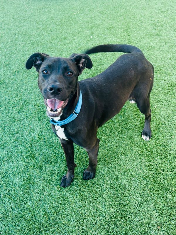 Staffordshire bullterrier, Staffordshire bull terrier dog, identified by the K9Stud breed AI