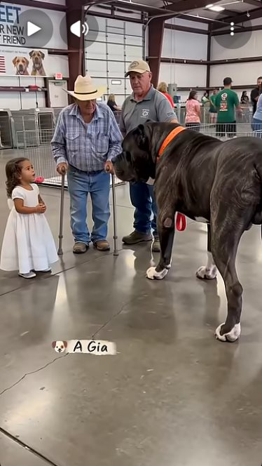 Great Dane guessed by k9stud ai