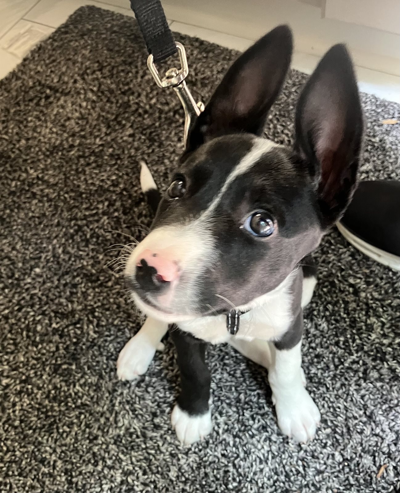 American Staffordshire terrier, Staffordshire terrier, American pit bull terrier, pit bull terrier guessed by k9stud ai
