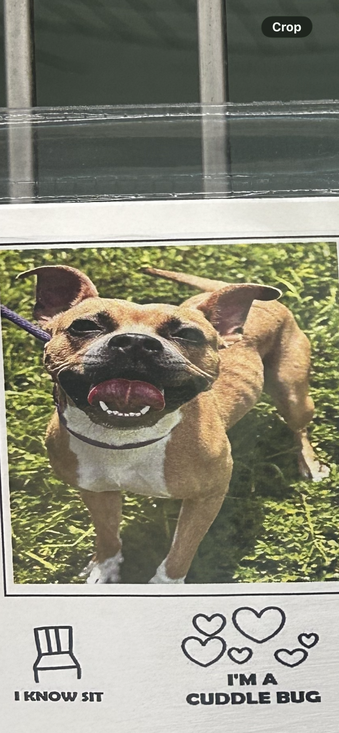 French bulldog dog, identified by the K9Stud breed AI