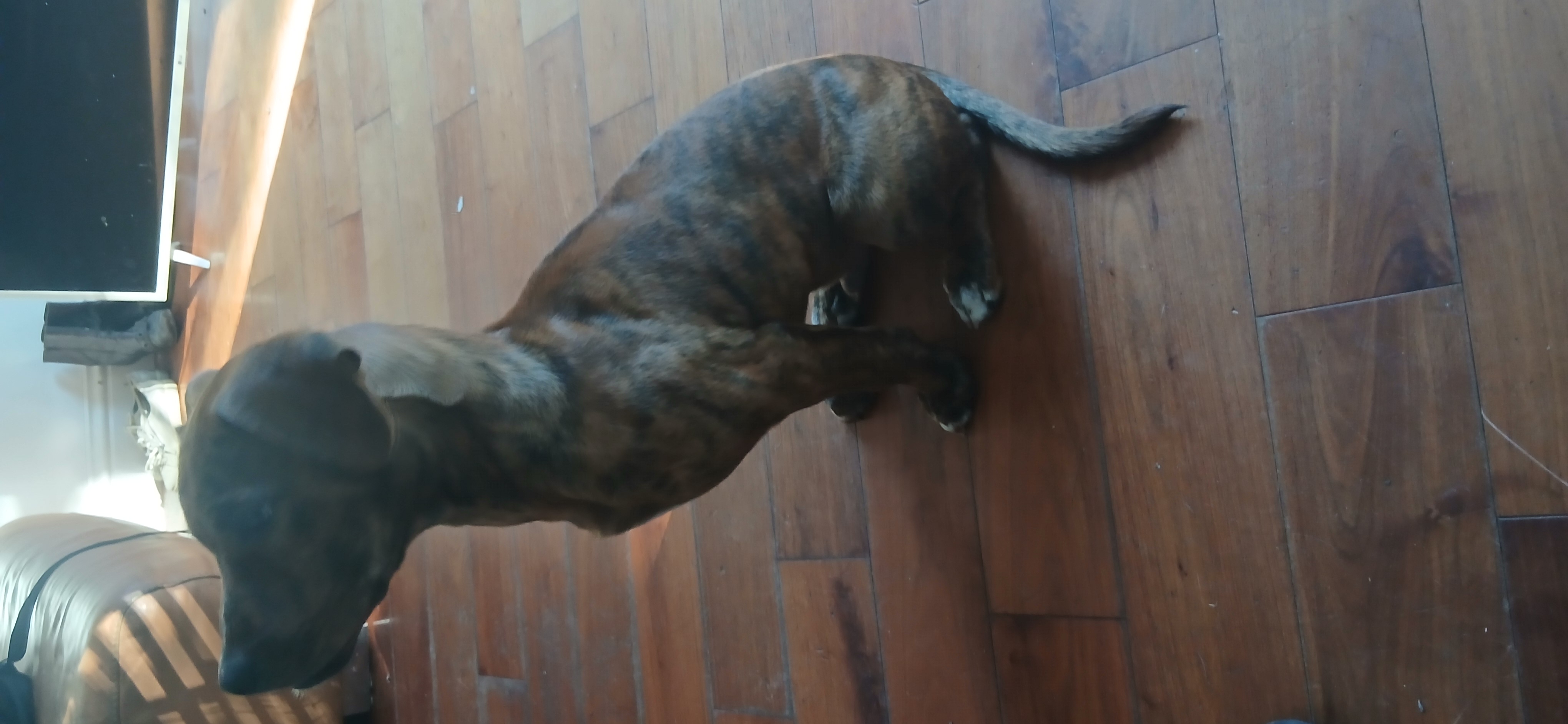 bull mastiff dog, identified by the K9Stud breed AI