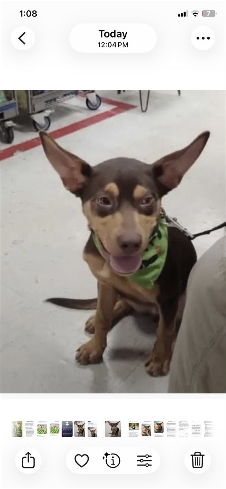 Chihuahua guessed by k9stud ai