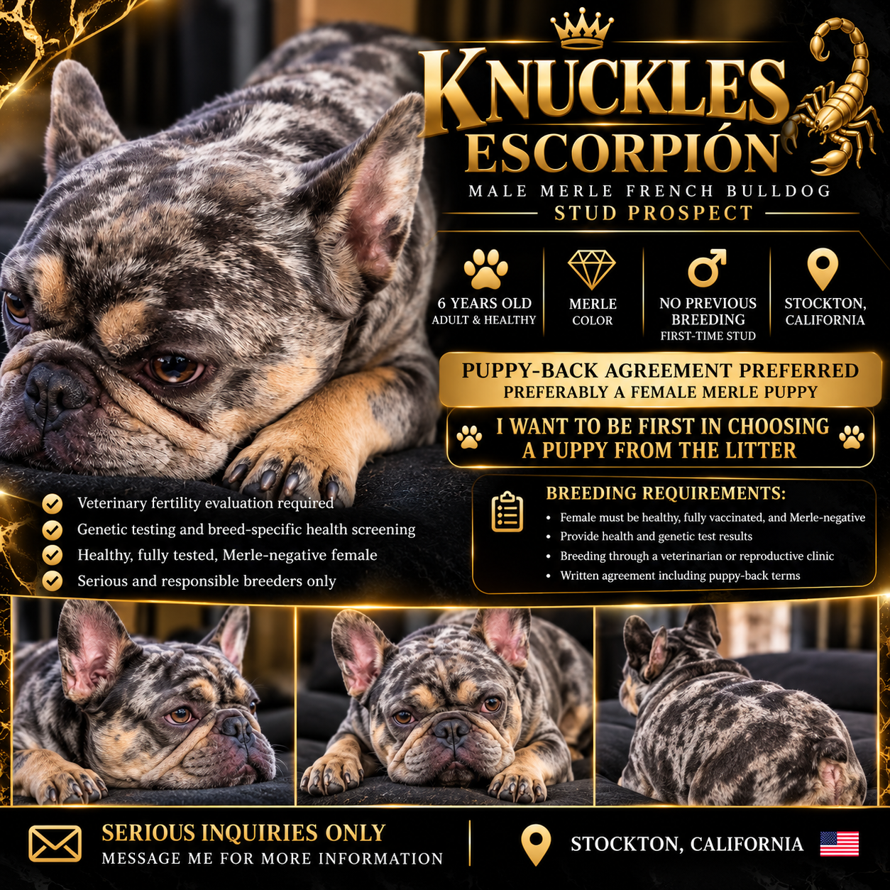 web site, website, internet site, site dog, identified by the K9Stud breed AI