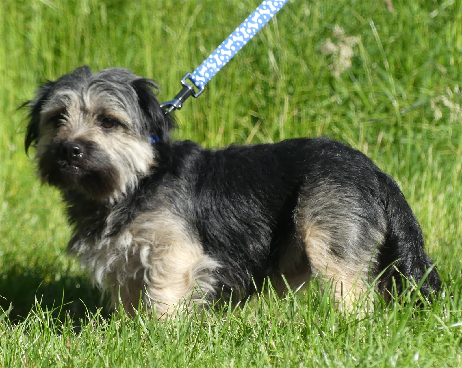 Norfolk terrier guessed by k9stud ai