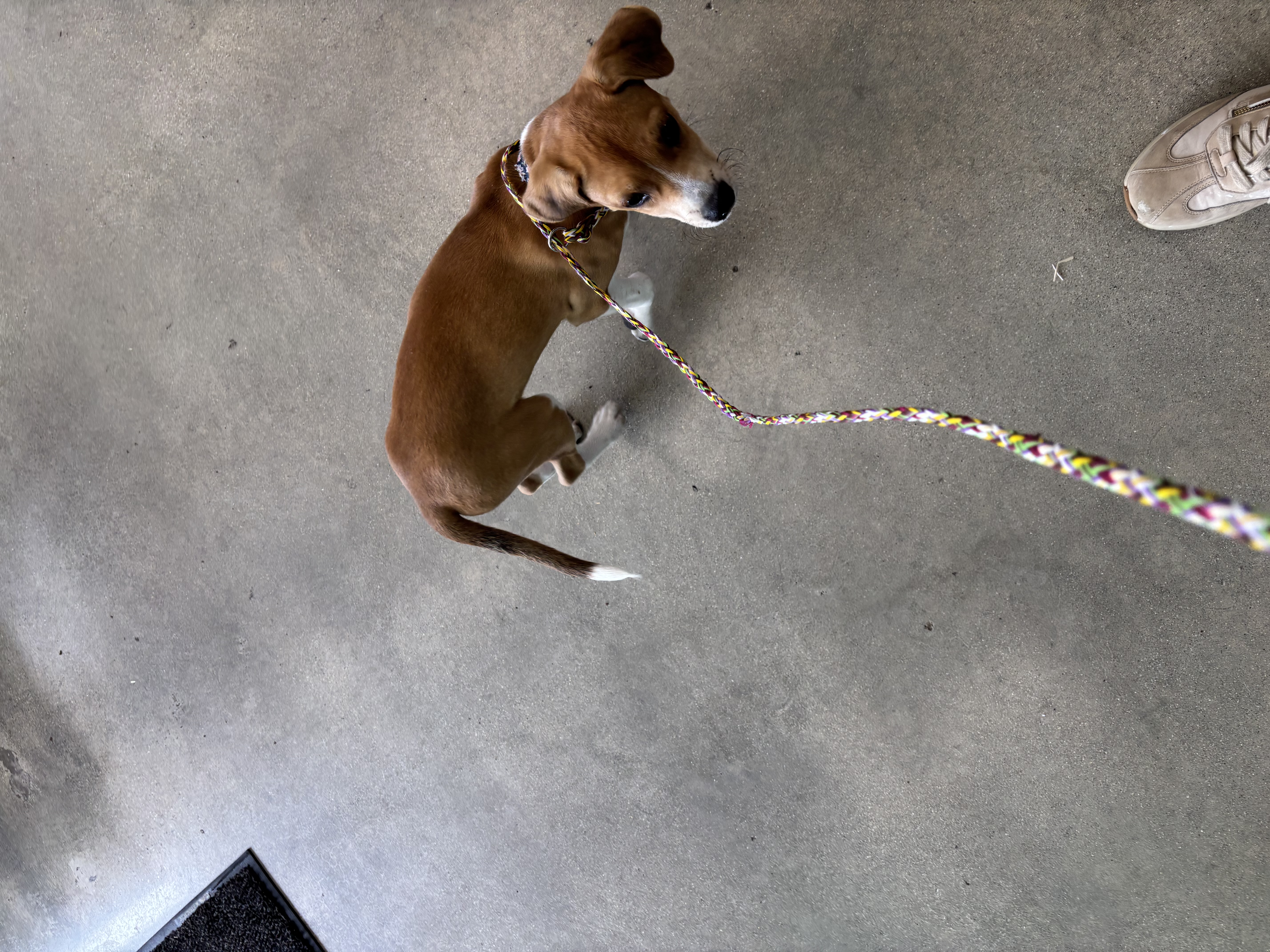 basenji dog, identified by the K9Stud breed AI