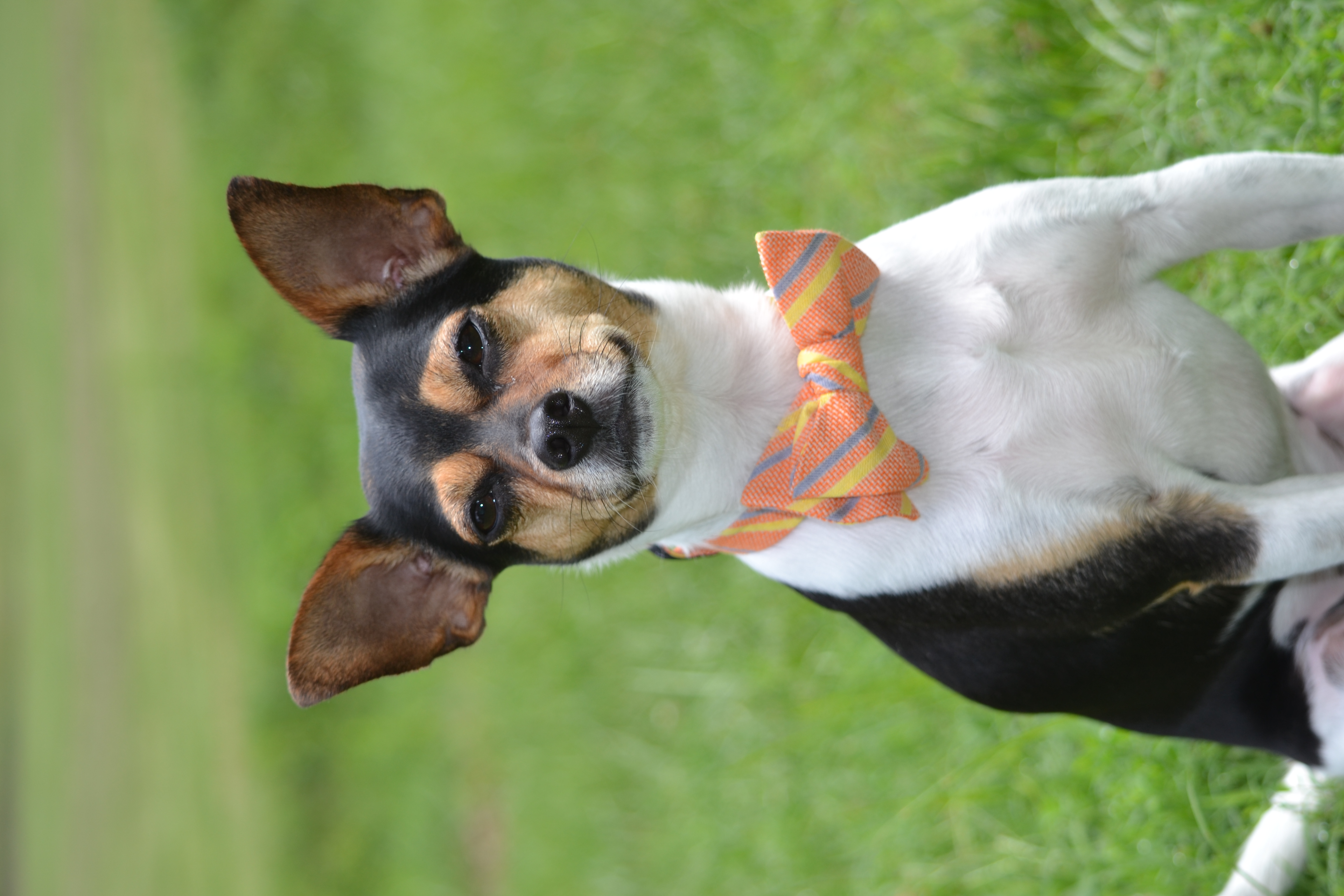 toy terrier dog, identified by the K9Stud breed AI