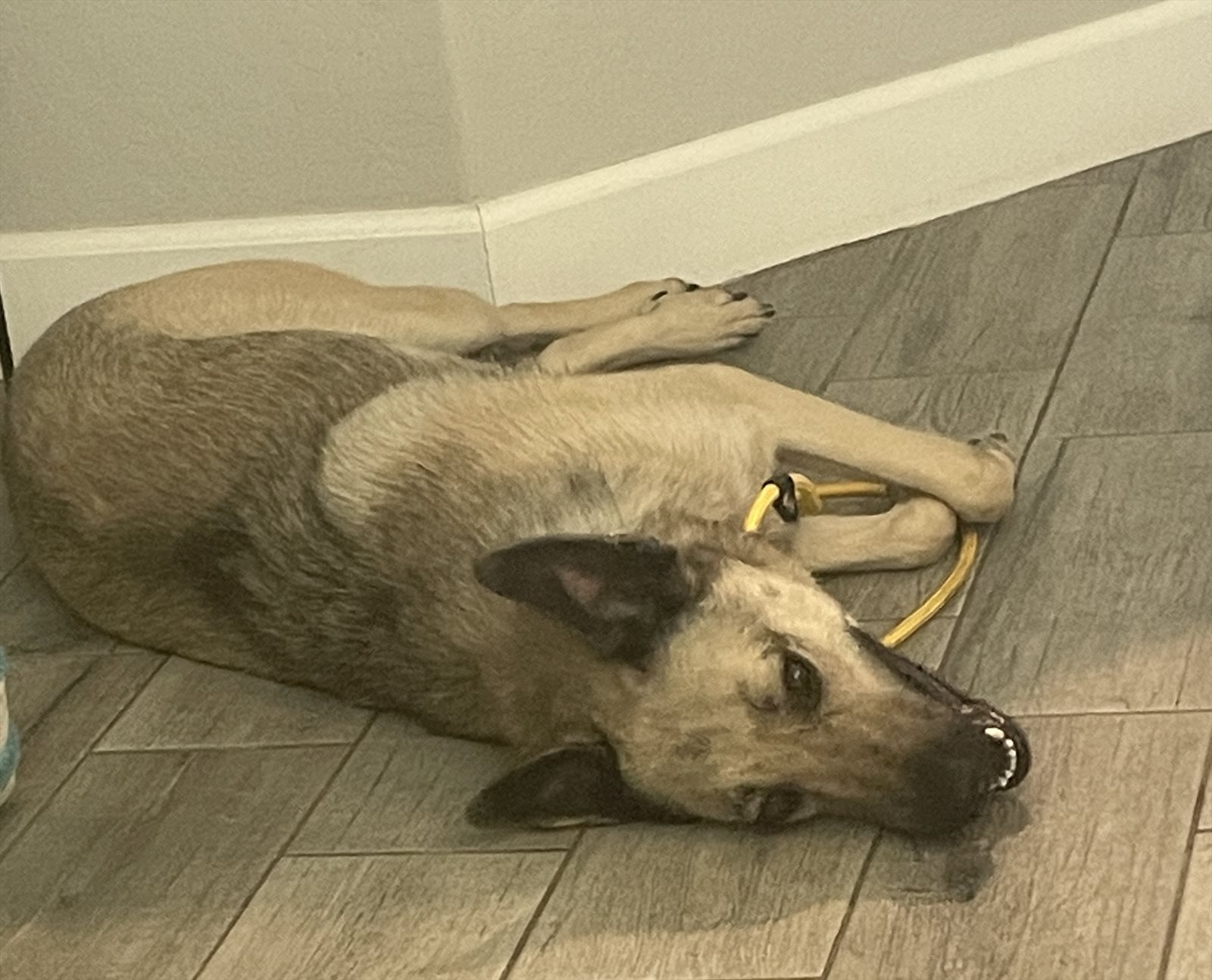 malinois guessed by k9stud ai