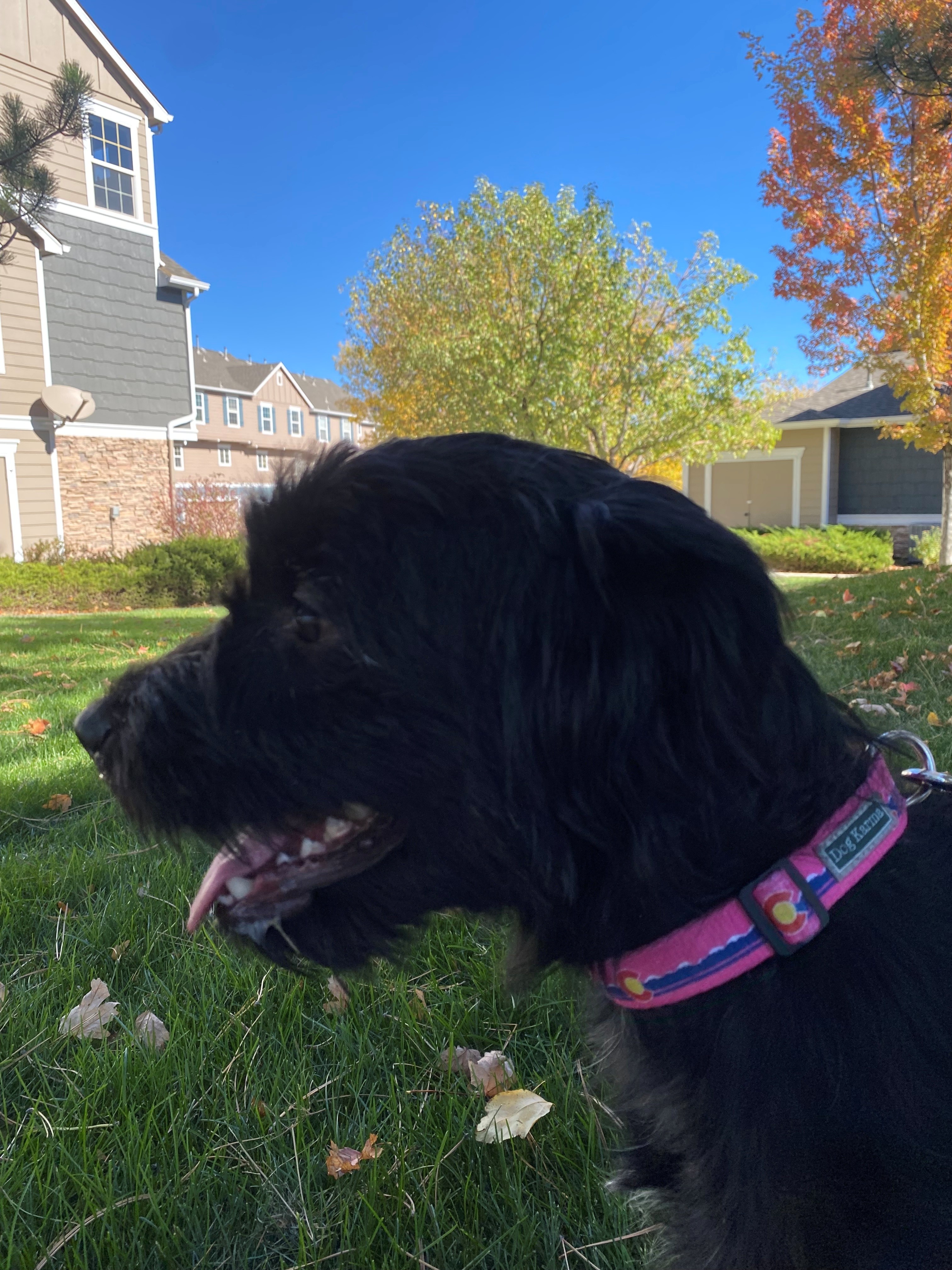 giant schnauzer dog, identified by the K9Stud breed AI
