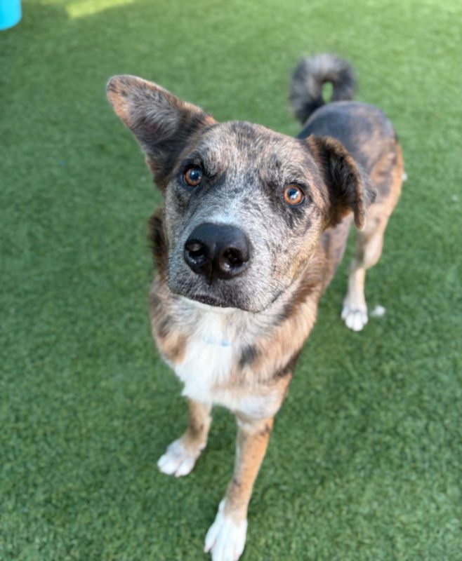 kelpie dog, identified by the K9Stud breed AI
