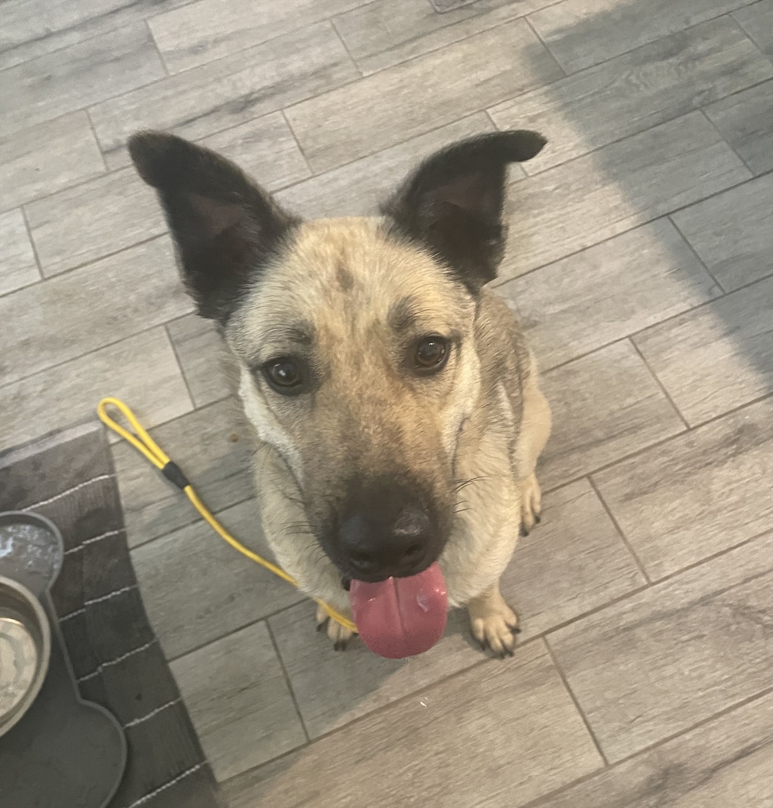 malinois guessed by k9stud ai