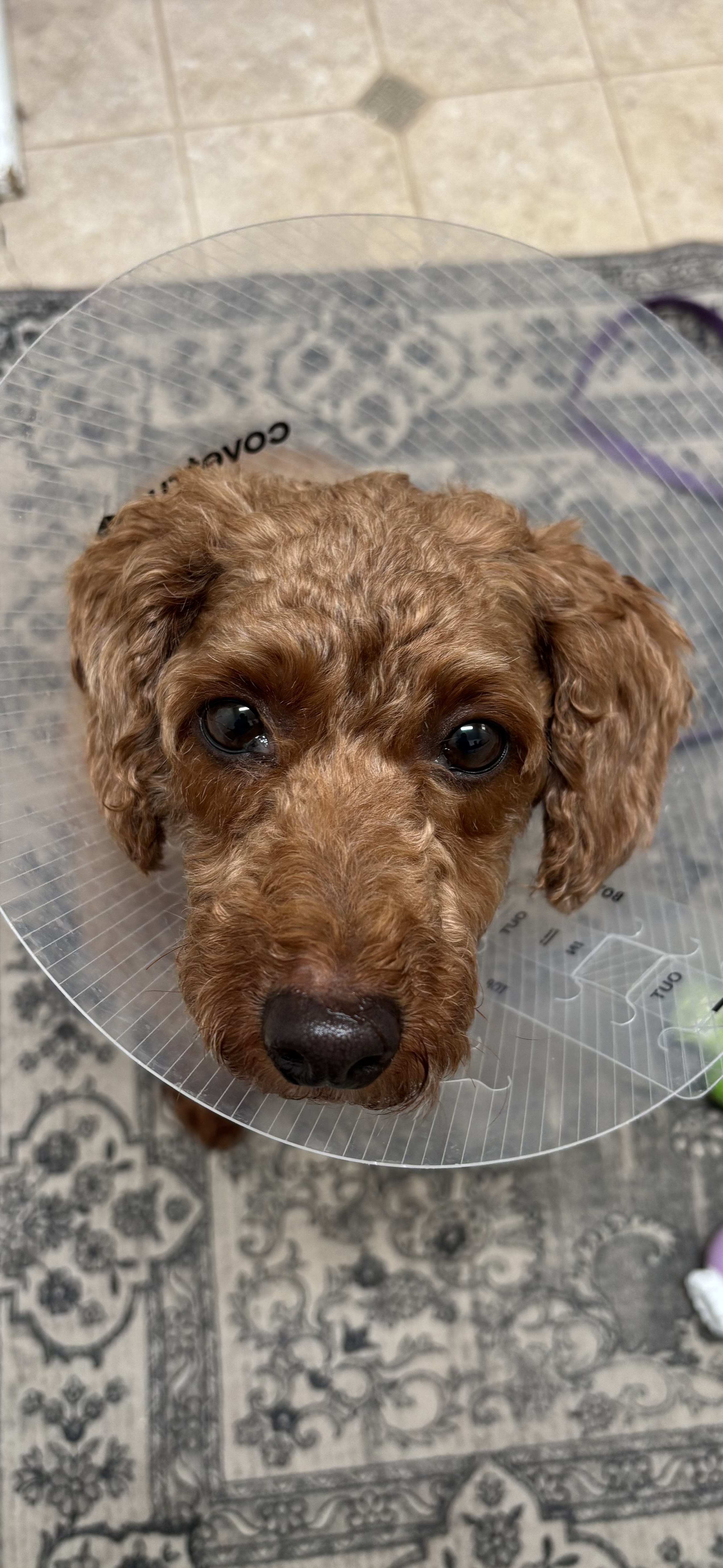 miniature poodle dog, identified by the K9Stud breed AI