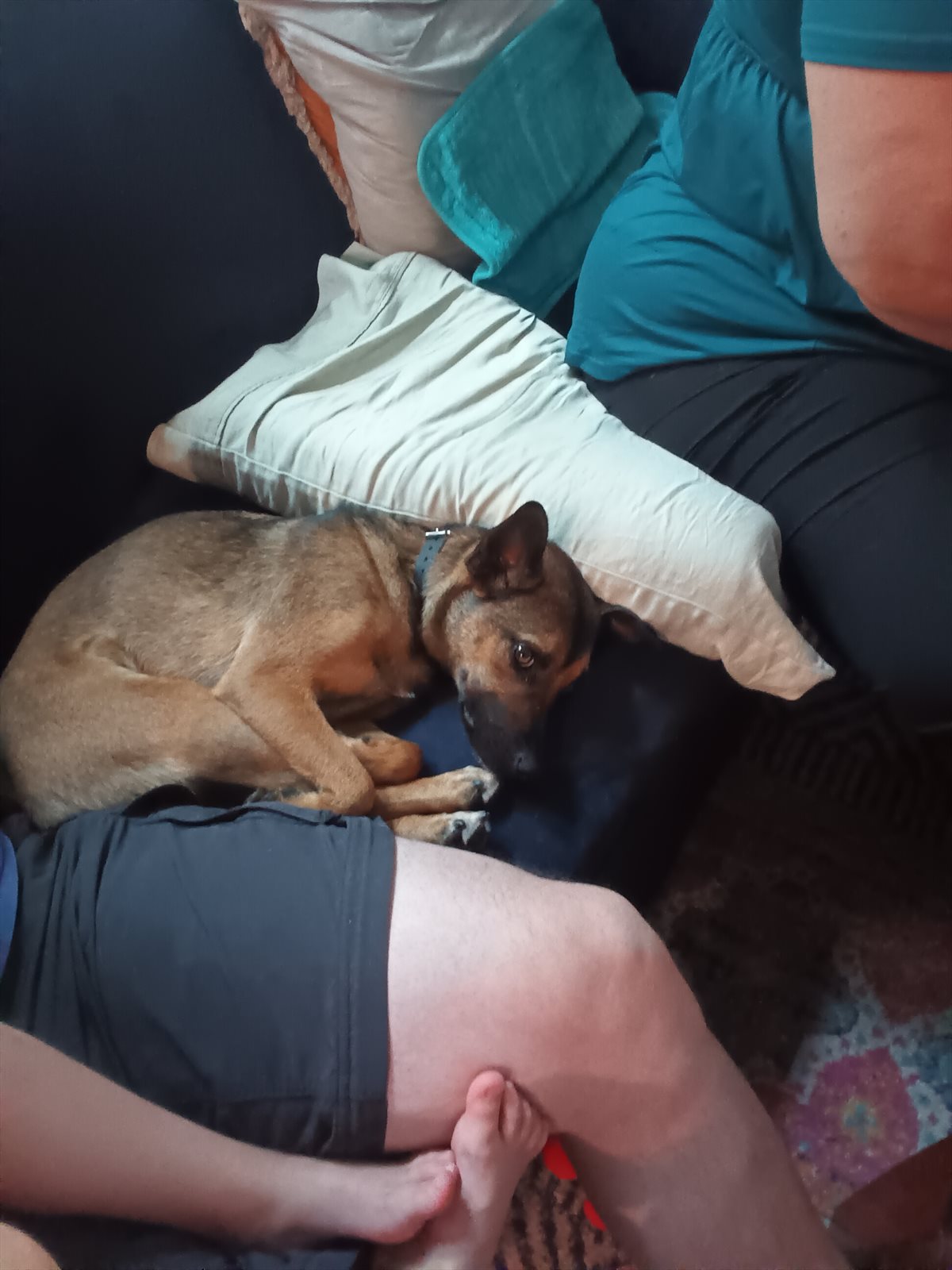 miniature pinscher guessed by k9stud ai