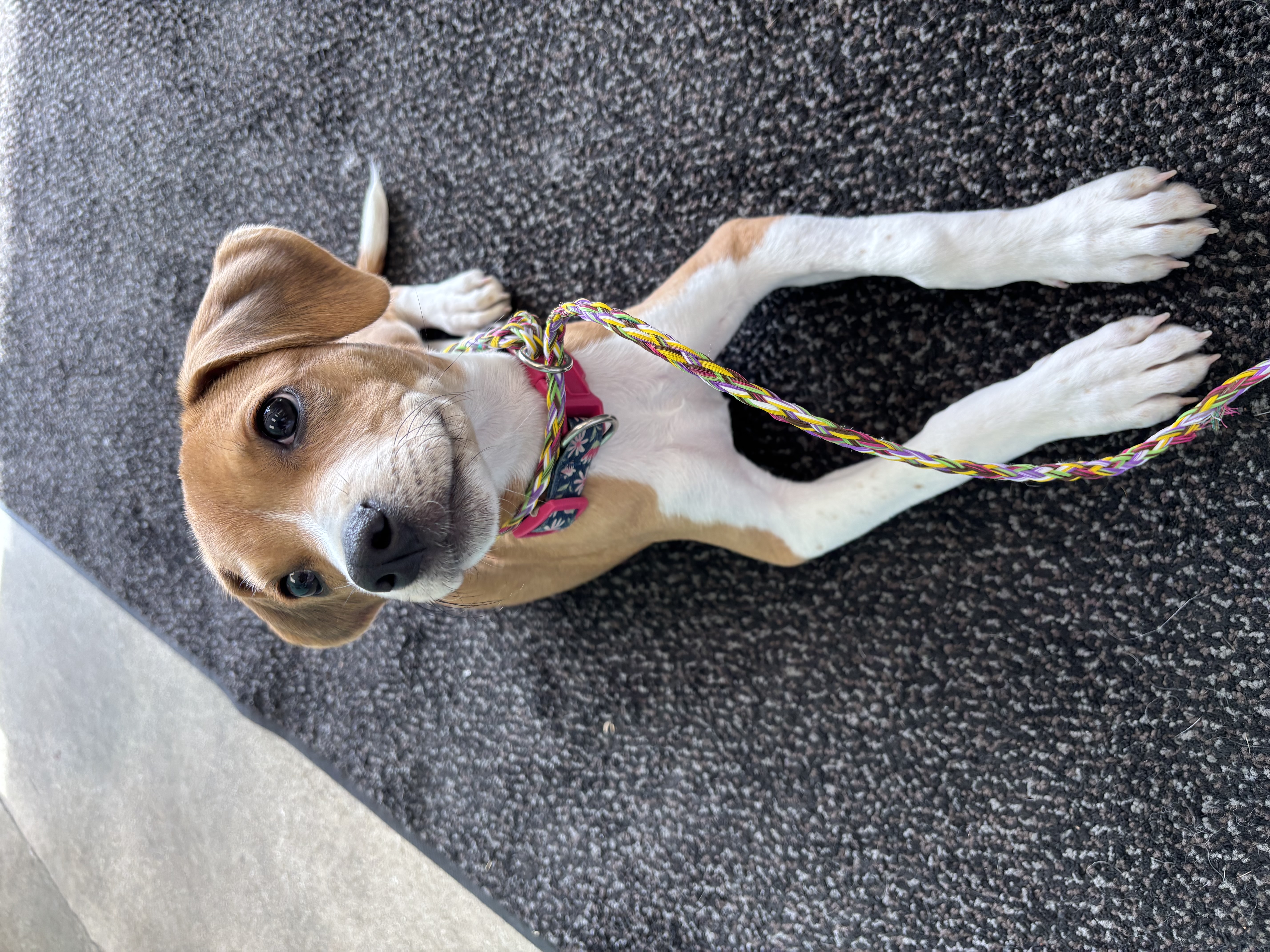 beagle dog, identified by the K9Stud breed AI