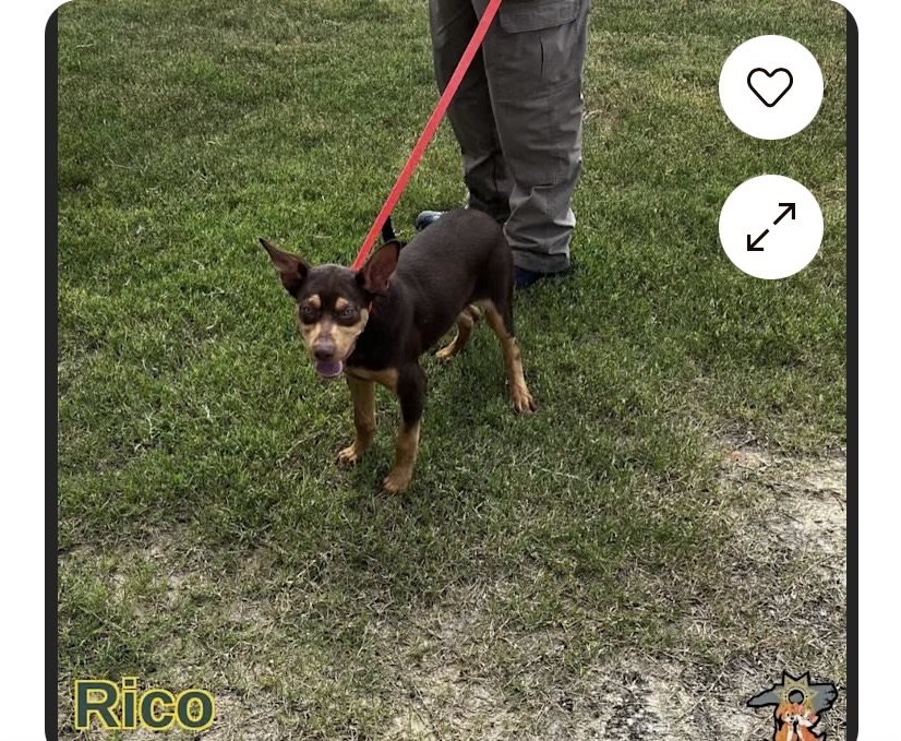 miniature pinscher guessed by k9stud ai