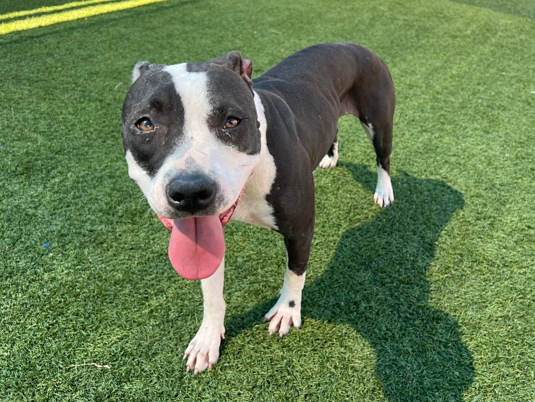 American Staffordshire terrier, Staffordshire terrier, American pit bull terrier, pit bull terrier dog, identified by the K9Stud breed AI