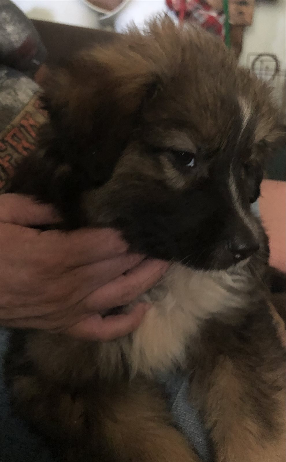 keeshond guessed by k9stud ai