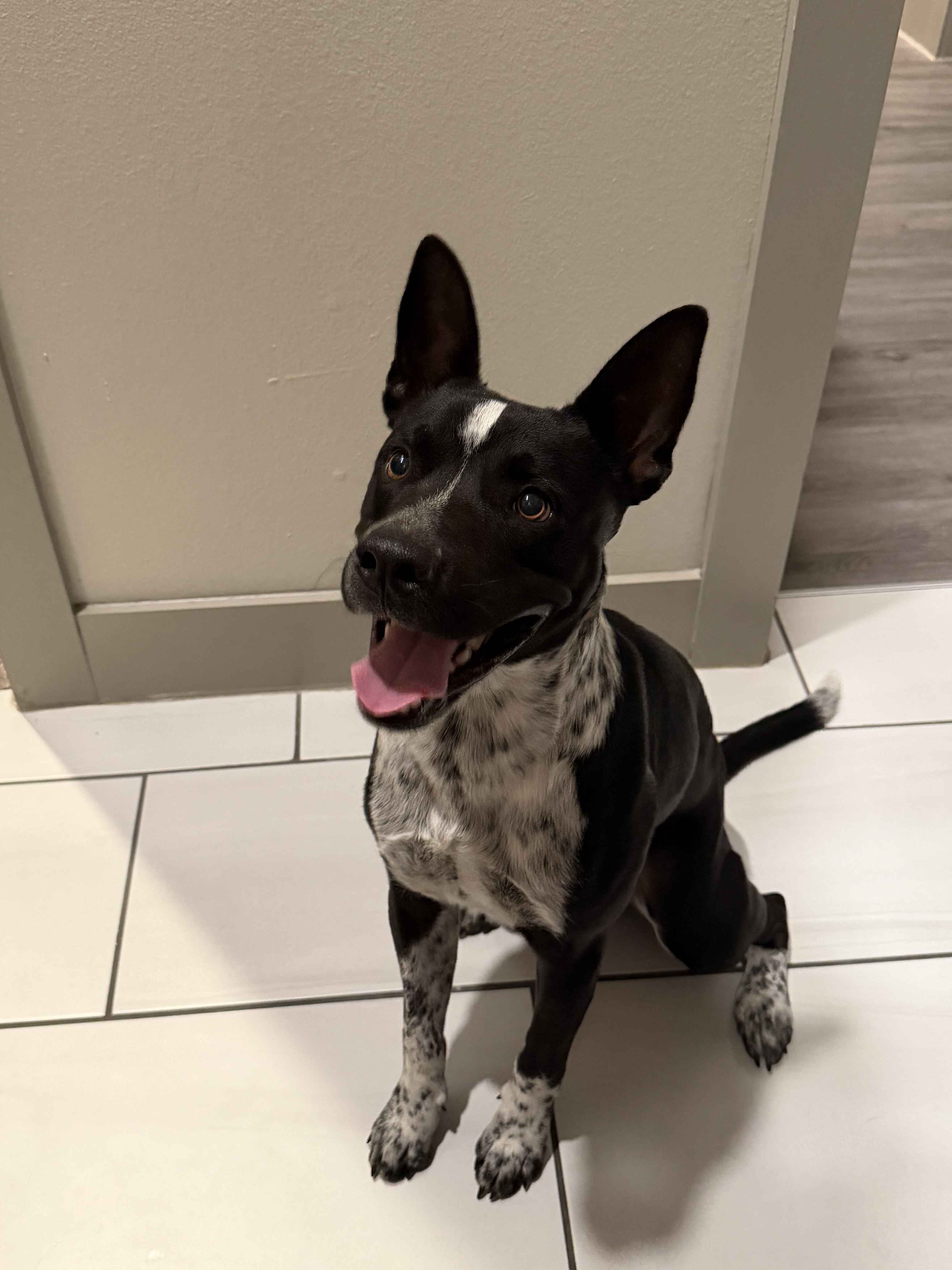 kelpie dog, identified by the K9Stud breed AI