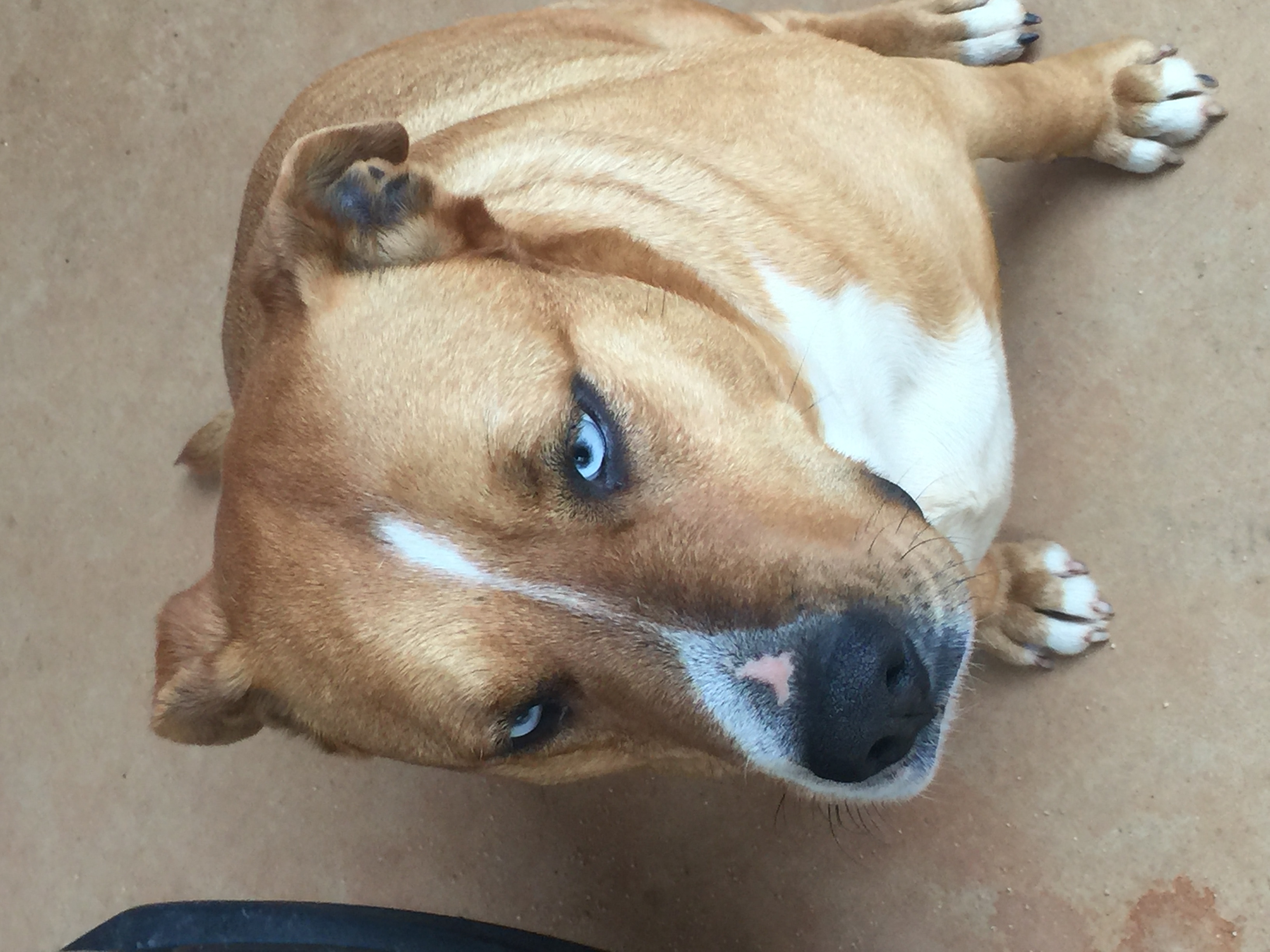 Staffordshire bullterrier, Staffordshire bull terrier dog, identified by the K9Stud breed AI
