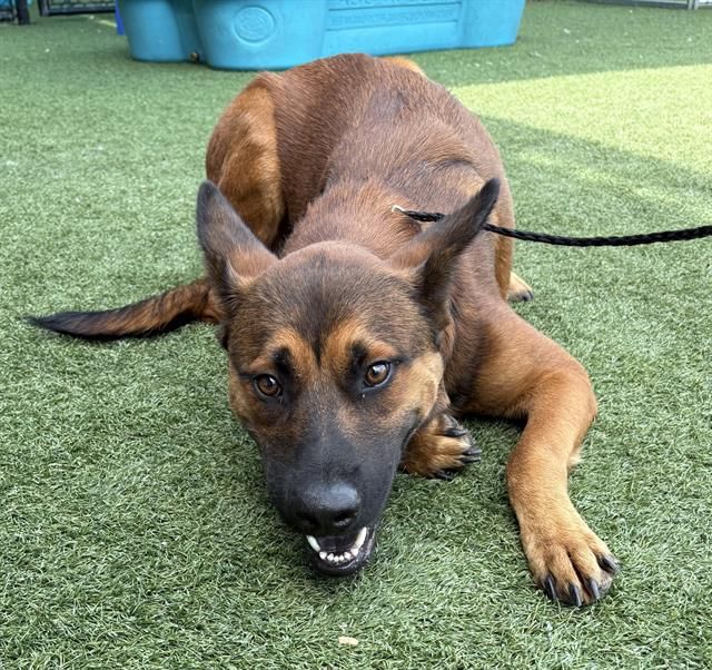 German shepherd, German shepherd dog, German police dog, alsatian dog, identified by the K9Stud breed AI