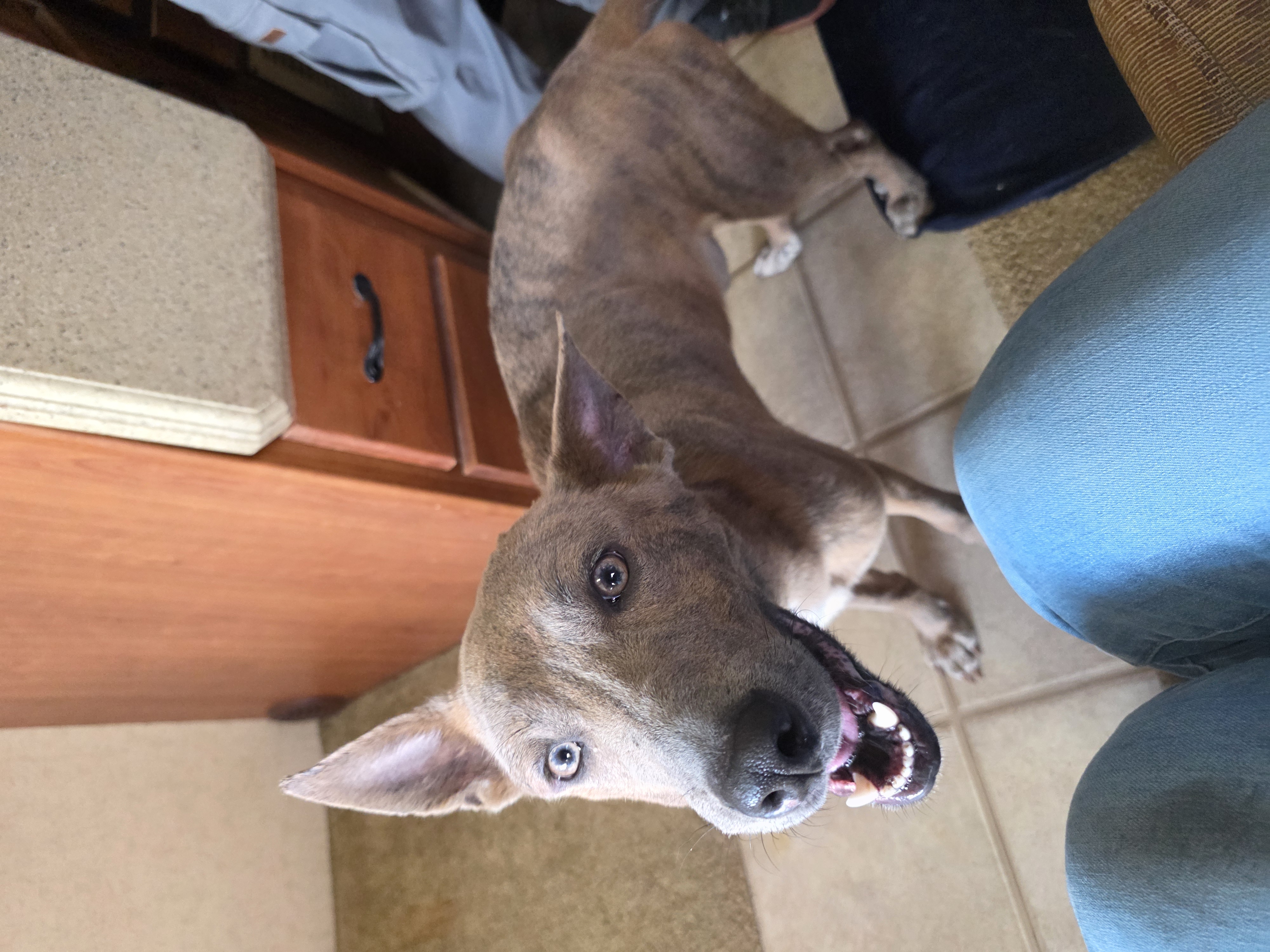 basenji dog, identified by the K9Stud breed AI
